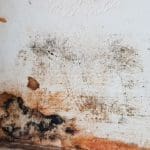 Mold Testing in Slidell, Louisiana