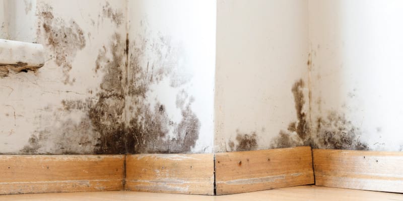 Mold Inspection in New Orleans, Louisiana